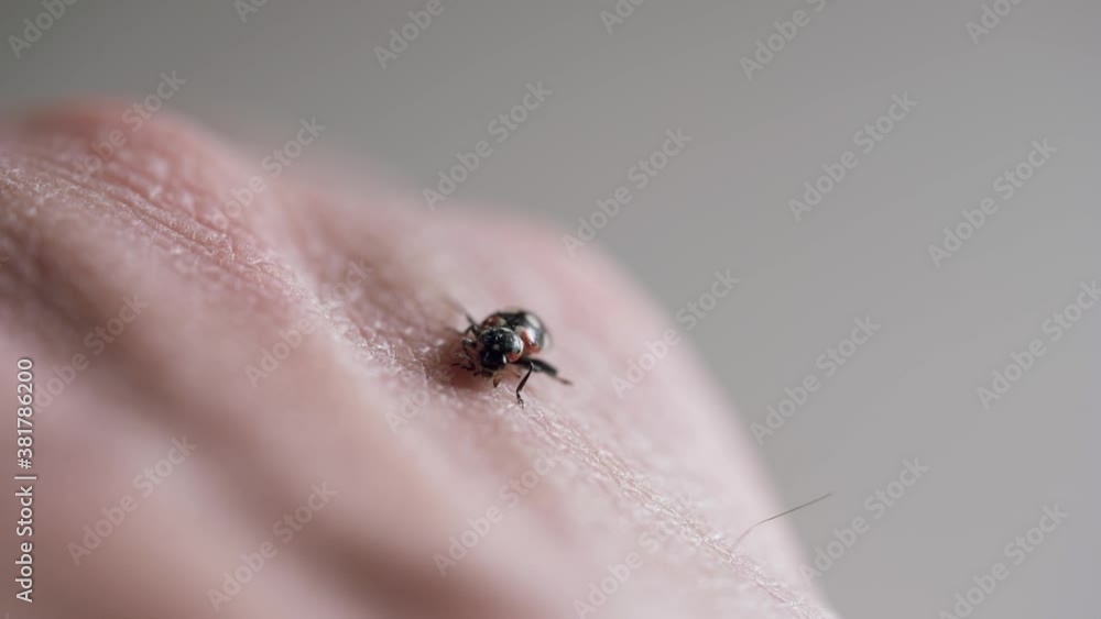 Close-up of a ladybug cleaning its legs while on a human hand Close-up of a ladybug cleaning its legs while on a human hand