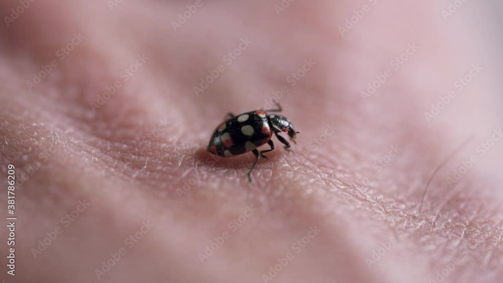 Close-up of a ladybug cleaning its front legs while on a human hand Close-up of a ladybug cleaning its front legs while on a human hand
