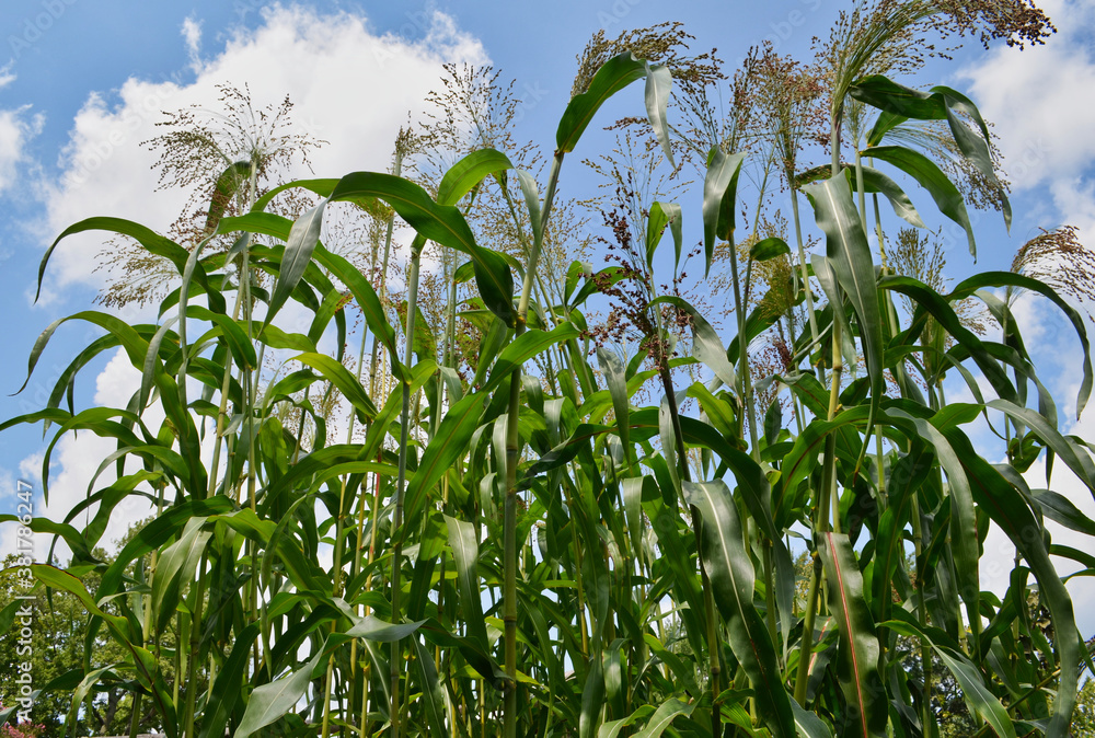 Corn Stalks Against Blue Sky Pattern or Texture Corn Stalks Against Blue Sky Pattern or Texture