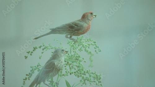 Two Arizonan house finches perched on a small plant stem on a warm overcast afternoon. photo