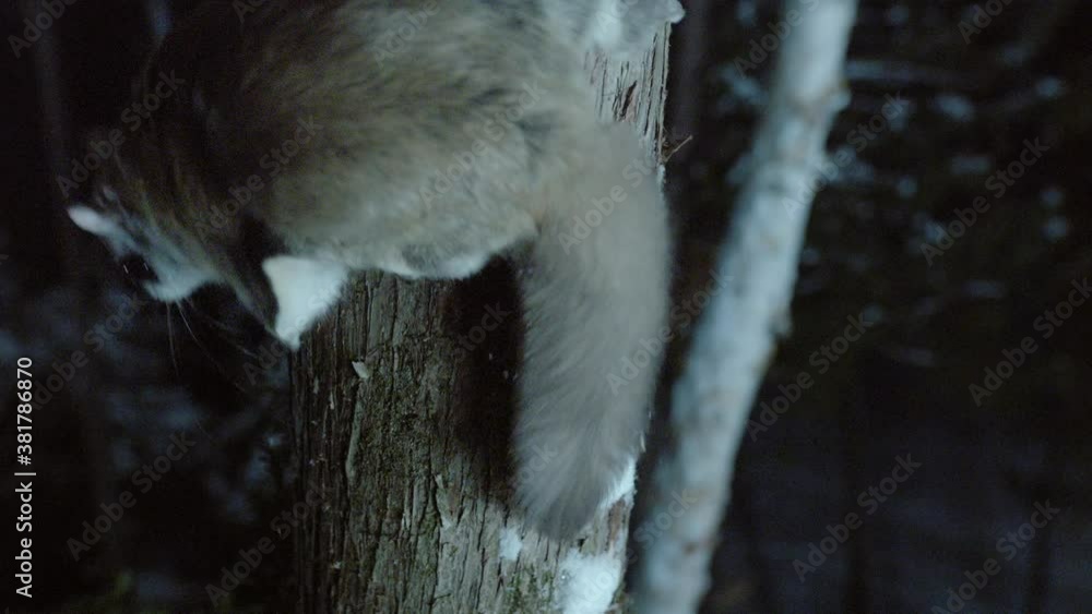 Southern flying squirrel on tree, Maine, USA Southern flying squirrel on tree, Maine, USA
