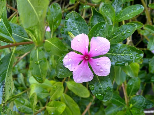 Planta Teresita