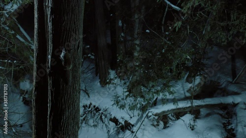 Southern flying squirrel running on tree trunk, Maine, USA photo