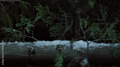 Southern flying squirrel running on tree, Maine, USA photo