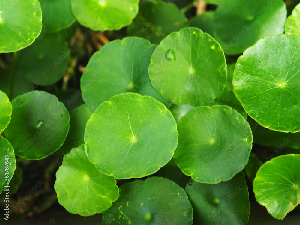 water pennywort green background good healthy food and herb in local asia water pennywort green background good healthy food and herb in local asia