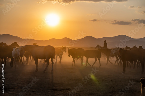 Wild horses run in foggy at sunset