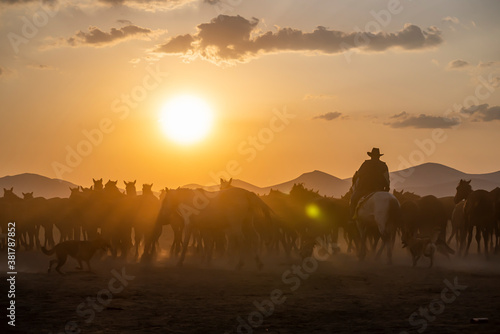 Wild horses run in foggy at sunset