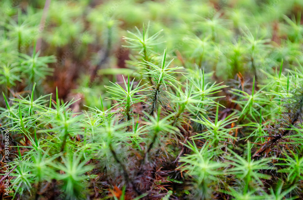 Green natural texture