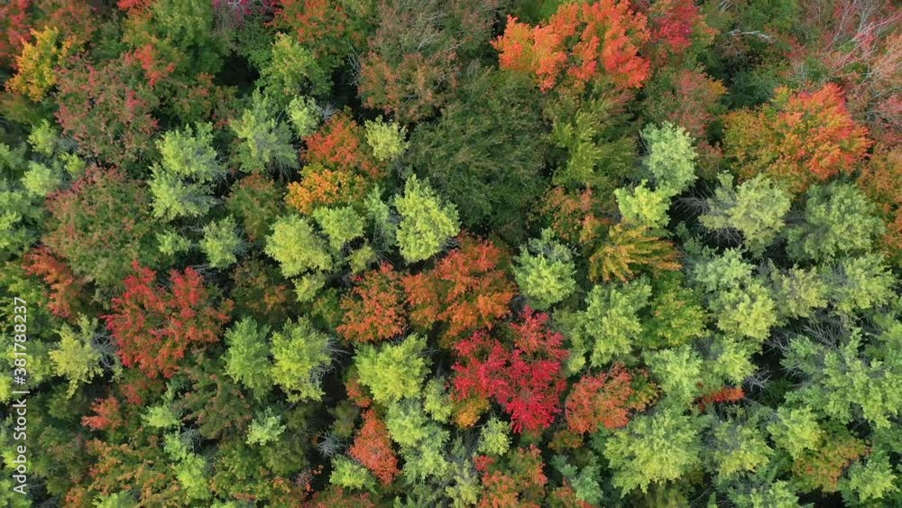 Aerial view of colorful foliage on tree tops in Maine. Aerial view of colorful foliage on tree tops in Maine.