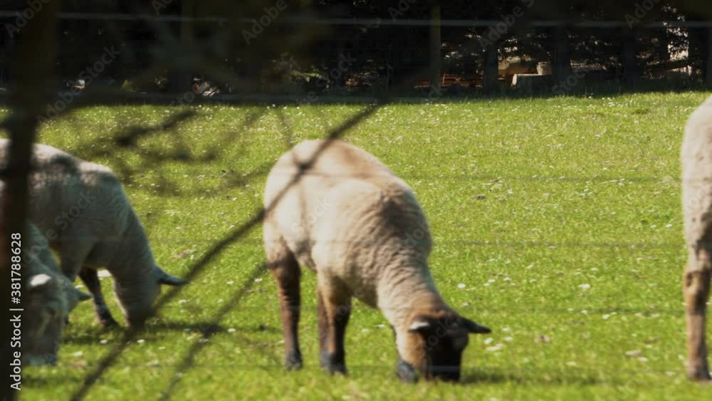 Lambs and sheep in grass and playing in trees. Lambs and sheep in grass and playing in trees.