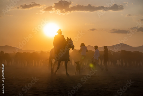 Fototapeta Naklejka Na Ścianę i Meble -  Wild horses run in foggy at sunset
