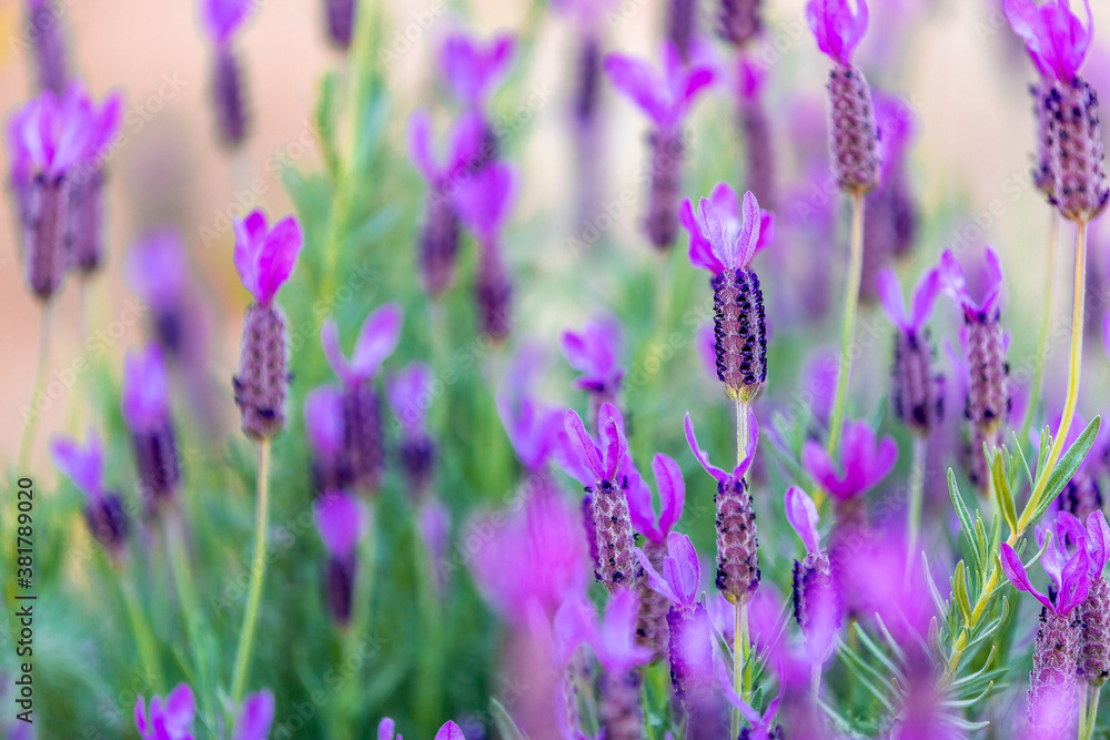 Close up of  blooming lavender in a field against contrast color background. The aroma of plants attracts bees and butterflies.	