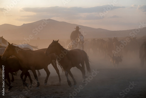 Wild horses run in foggy at sunset