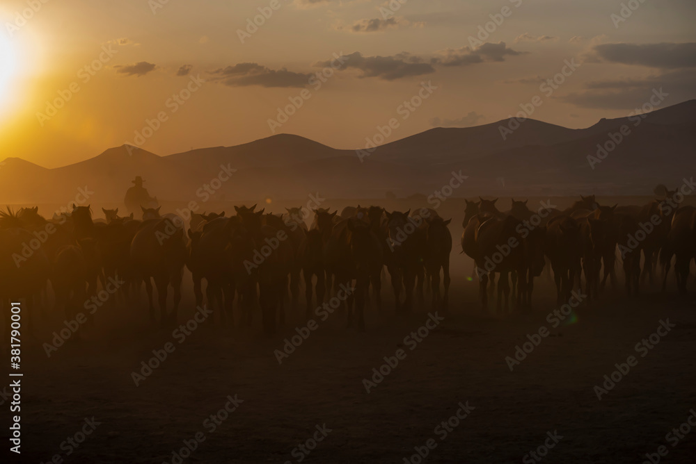 Wild horses run in foggy at sunset