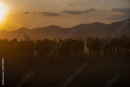 Wild horses run in foggy at sunset