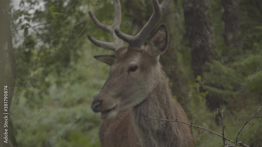 deer with long horns grazing in the forests of scotland uk. wild animal living in natural wonders deer with long horns grazing in the forests of scotland uk. wild animal living in natural wonders