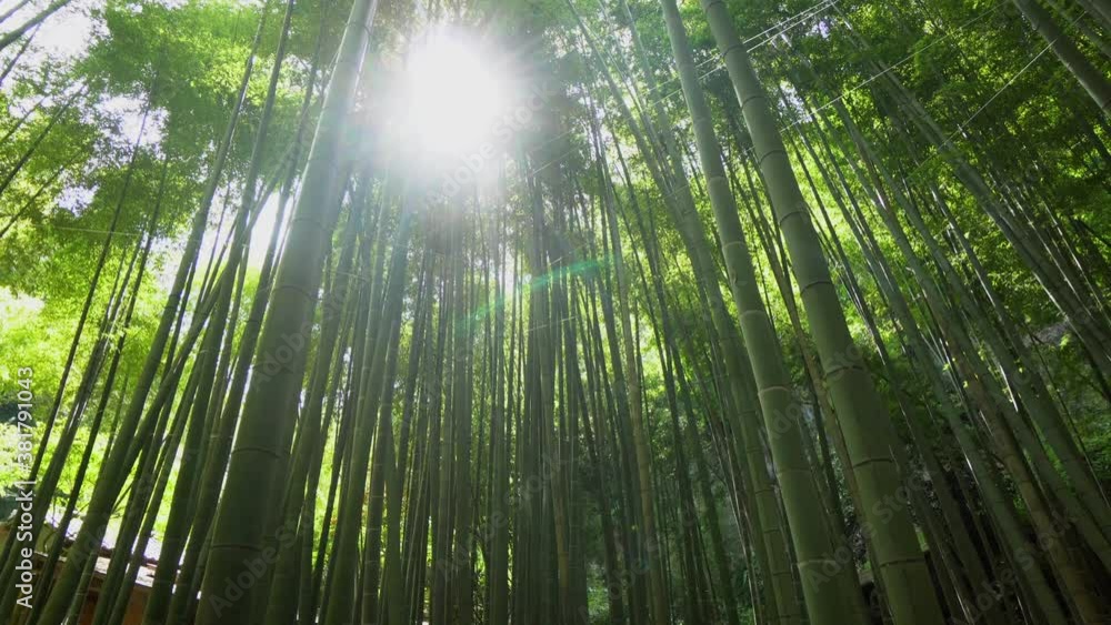 In Kamakura, south of Tokyo, there is a temple that has a beautiful and well-kept bamboo forest, at sunset the sun's rays cross the entire place giving an atmosphere of peace and tranquility. In Kamakura, south of Tokyo, there is a temple that has a beautiful and well-kept bamboo forest, at sunset the sun's rays cross the entire place giving an atmosphere of peace and tranquility.