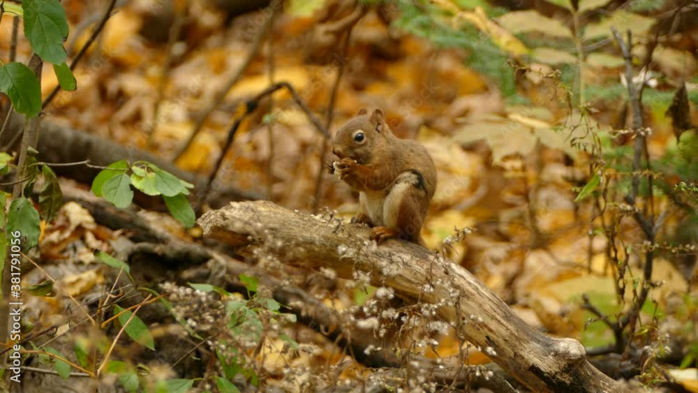 Red Squirrel Feeding During Fall, Beautiful Colourful Tree Leaves Red Squirrel Feeding During Fall, Beautiful Colourful Tree Leaves