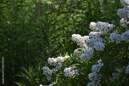 white flowers