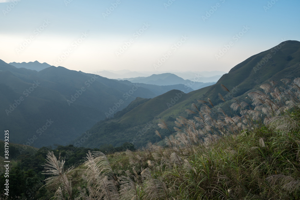 Reed grass fields with mountain on background