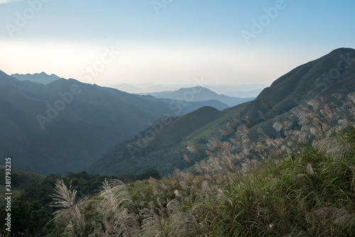Reed grass fields with mountain on background