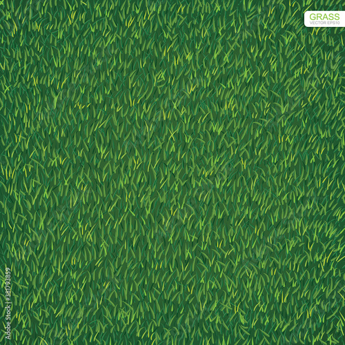 Green lawn grass texture for background. Vector.