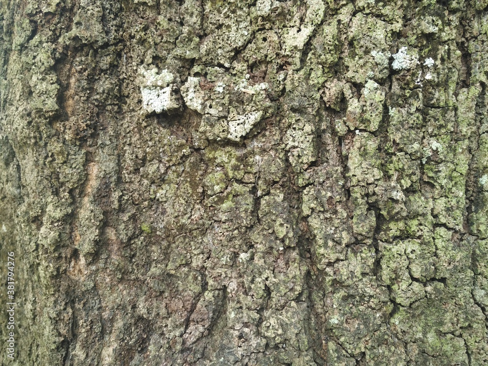 Fototapeta premium background for the bark texture mockup