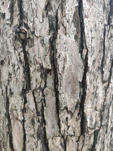 Fototapeta Naklejka Na Ścianę i Meble -  Bark is the outermost layers of stems and roots of woody plants. Plants with bark include trees, woody vines, and shrubs.