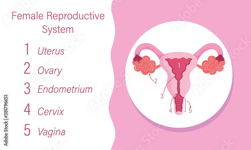 female human reproductive system diagram of the internal organ