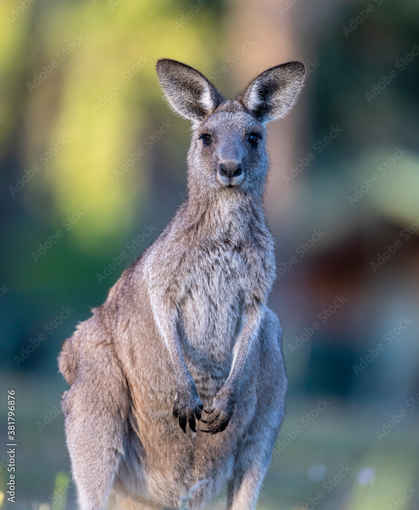 Kangaroos in the forest country of Northern New South Wales, Australia. Kangaroos in the forest country of Northern New South Wales, Australia.