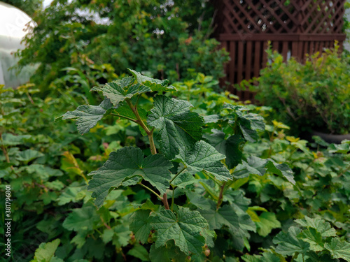 leaves in the garden