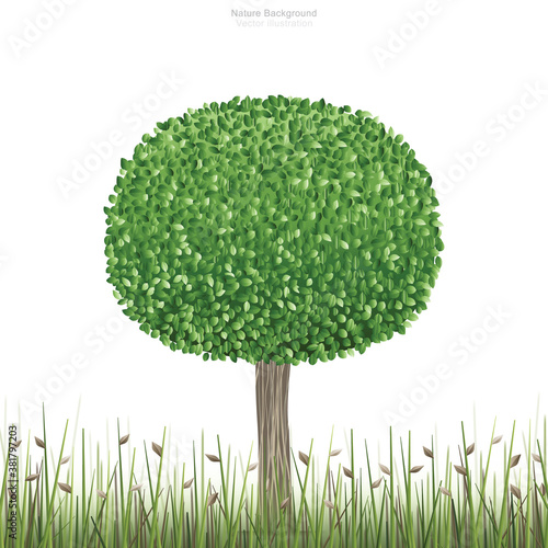 Round of green tree in natural green field area and white background. Vector.