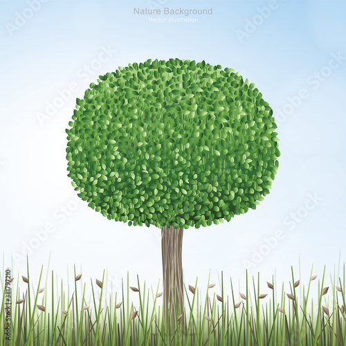 Round of green tree in natural green field area with blue sky and soft light background. Outdoor natural abstract background. Vector.