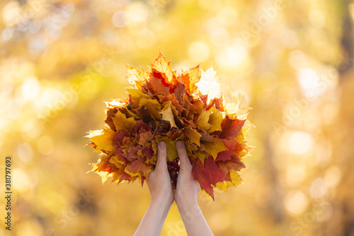 Gold fall symbol. Atmosphere bouquet of multicolor maple leaves in female hands in the forest blur background, selective focus photo
