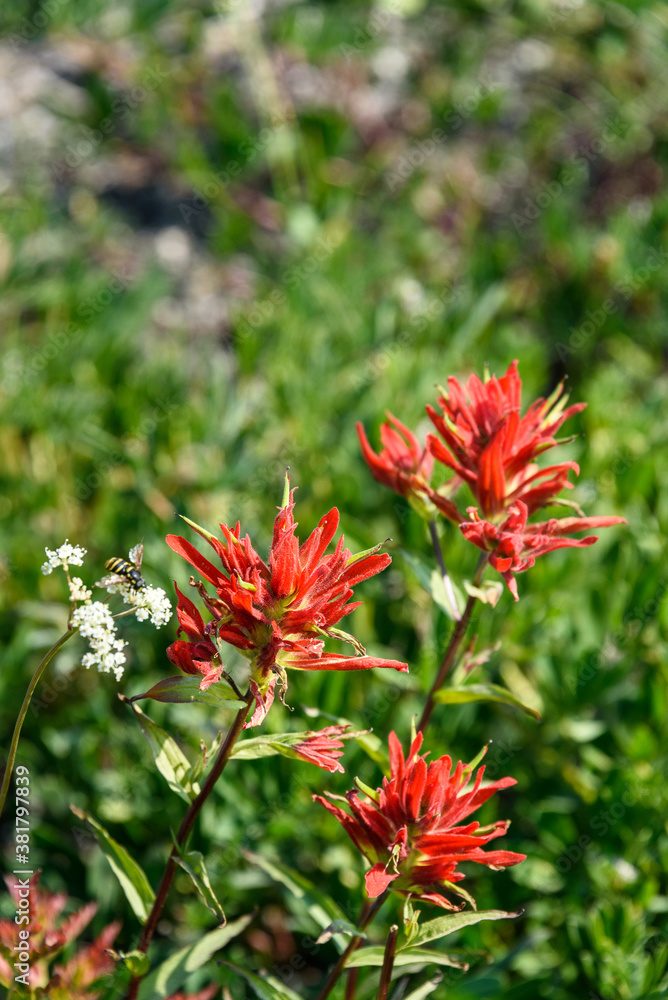 Scarlet Paintbrush blooming in a meadow on Mt Rainier, as a nature background
Scarlet Paintbrush blooming in a meadow on Mt Rainier, as a nature background