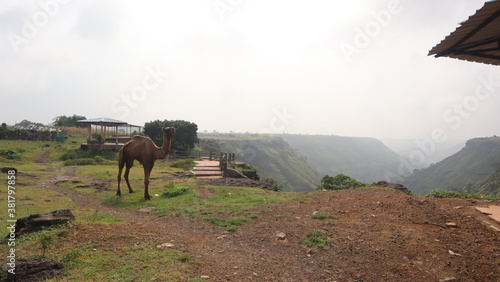 Camel in Mountains INDIA