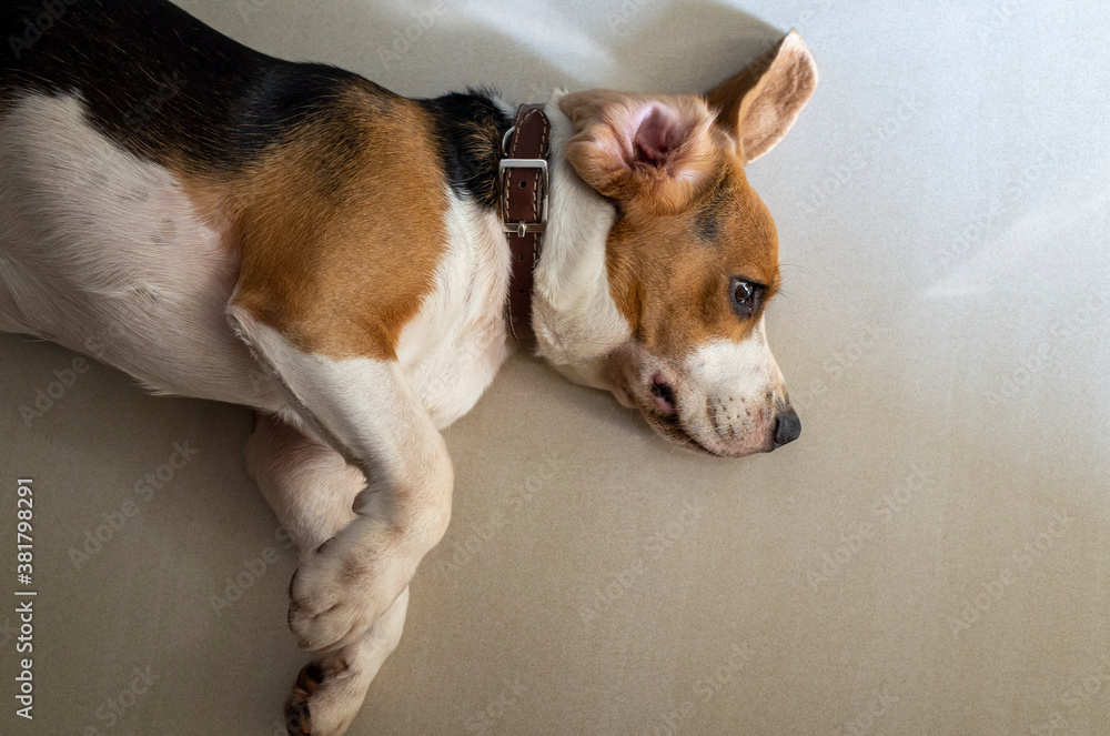 Beagle dog lying on the floor of house with ears that open disorderly.