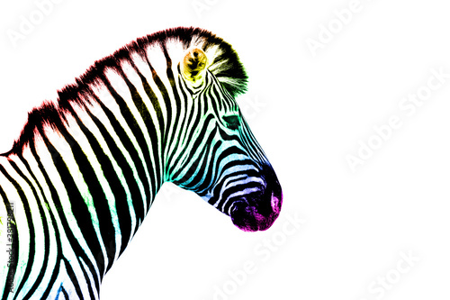 One zebra head with rainbow color striped pattern skin on white background isolated closeup side view, different concept, imagination design, individuality symbol, surreal decoration, art trendy print