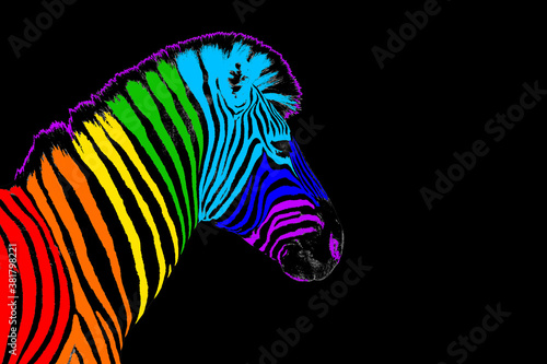 One zebra head with rainbow color striped pattern skin on black background isolated closeup side view  different concept  imagination design  individuality symbol  surreal decoration  art trendy print