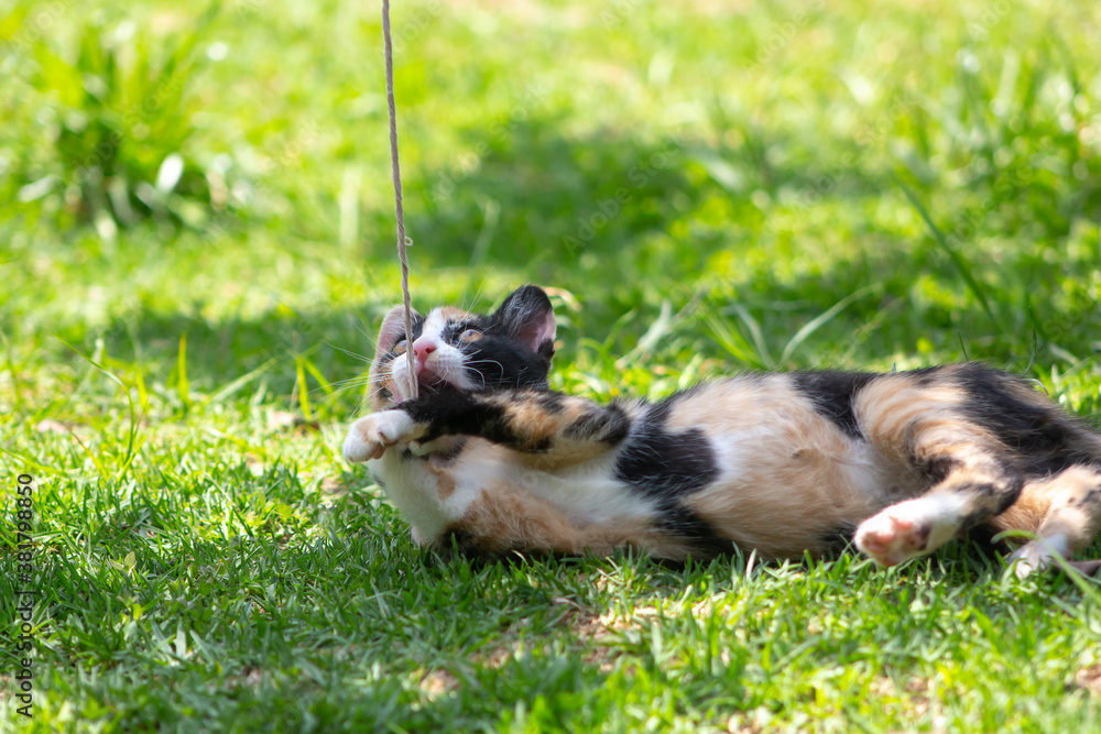 Gatito jugando con una cuerda sobre el pasto