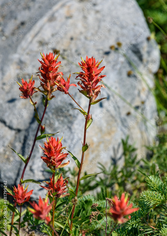 Scarlet Paintbrush, in front of a rock, blooming in a meadow on Mt Rainier, as a nature background
Scarlet Paintbrush, in front of a rock, blooming in a meadow on Mt Rainier, as a nature background