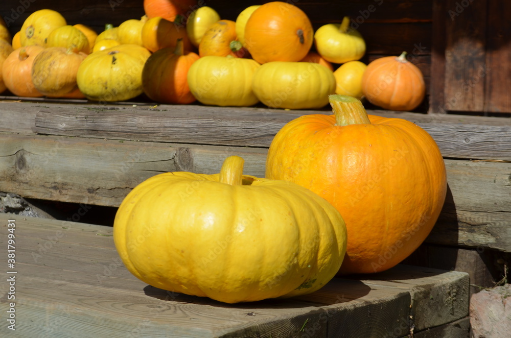 pumpkins on the ground pumpkins on the ground