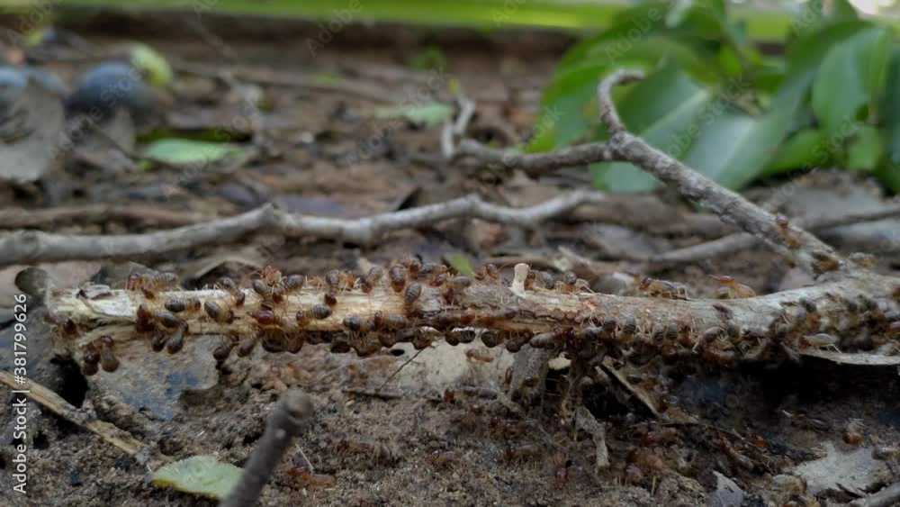 Selective focus of the small termite on decaying timber. The termite on the ground is searching for food to feed the larvae in the cavity. Ubonratchathani,Thailand Selective focus of the small termite on decaying timber. The termite on the ground is searching for food to feed the larvae in the cavity. Ubonratchathani,Thailand
