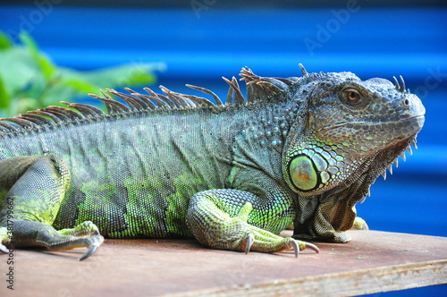 iguana on a tree