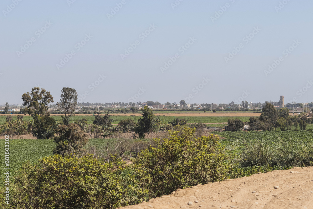 Fototapeta premium vineyard in region