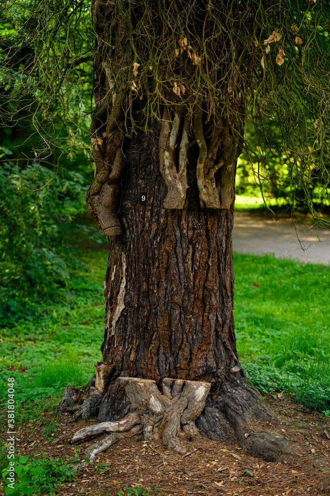Dead ivy stems cut off on a tree trunk. Dead ivy stems cut off on a tree trunk.