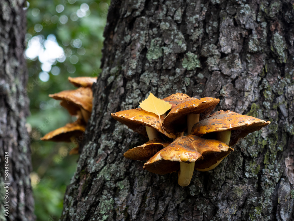 Royal honey mushrooms colony grow on the trunk of a tree. Pholiota aurivella in the forest in autumn, close up, selective focus Royal honey mushrooms colony grow on the trunk of a tree. Pholiota aurivella in the forest in autumn, close up, selective focus