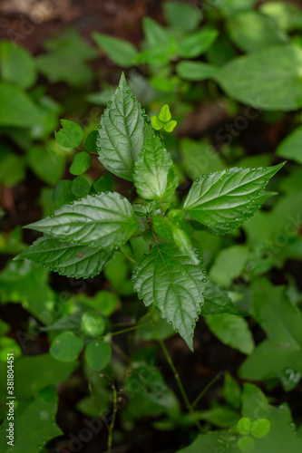 Wallpaper Mural Planta y hojas verdes toma cenital Torontodigital.ca