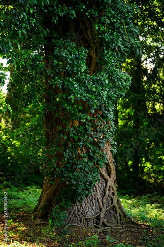 Ivy growing on a tree trunk.