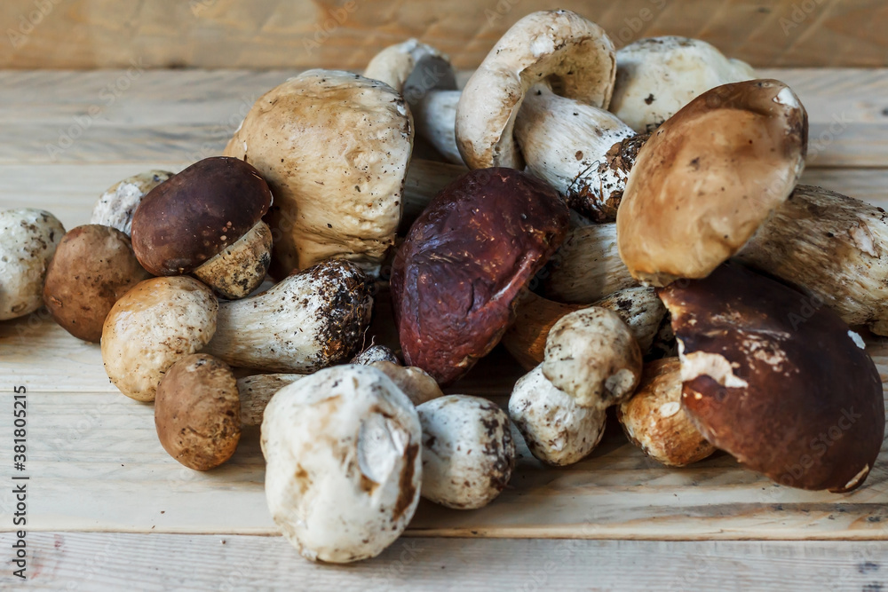 Mushrooms lie on wooden boards. White mushroom. Popular white boletus. Cooking delicious organic mushrooms. Porcini mushrooms close up. Mushrooms lie on wooden boards. White mushroom. Popular white boletus. Cooking delicious organic mushrooms. Porcini mushrooms close up.